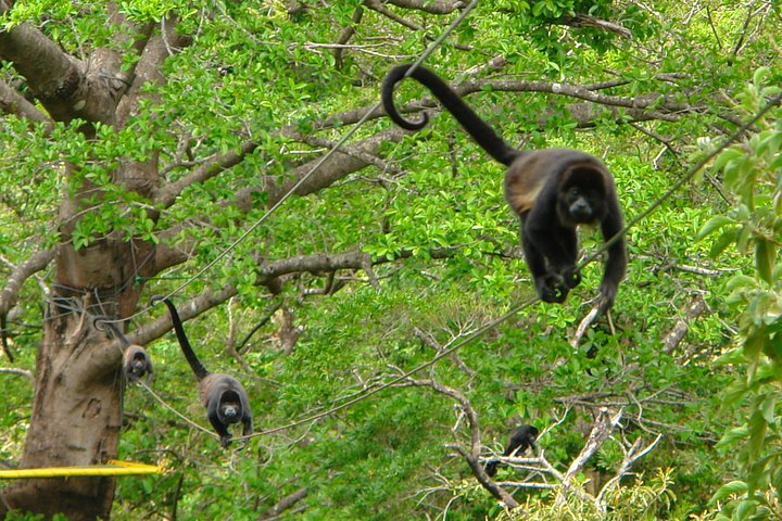 4 in 1 Sloths, Waterfall & Jungle Lagoon Safari at the Rainforest - Photo 1 of 25